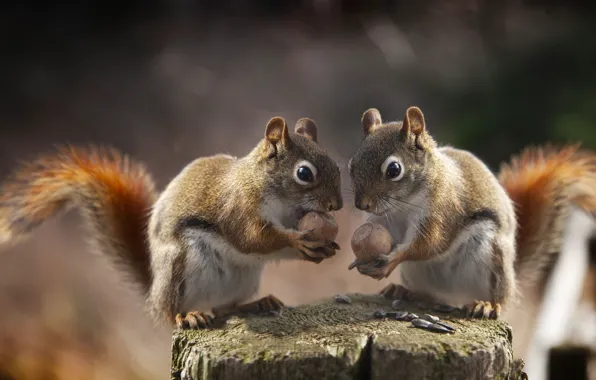 Пенек, орехи, белки, Andre Villeneuve