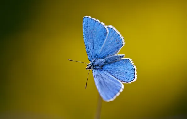 Бабочки, синий, крылья, стебель, усики, blue, wings, butterfly