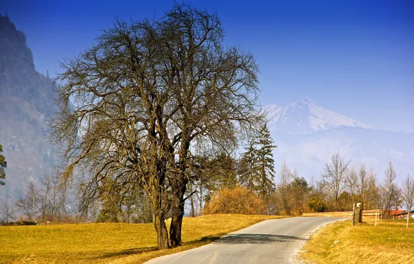 Дорога, осень, деревья, пейзаж