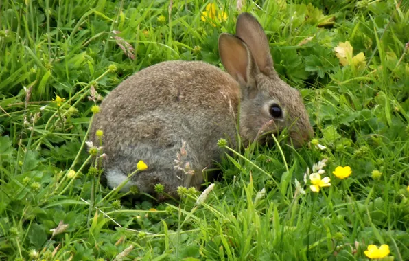 Картинка трава, природа, кролик, лютики