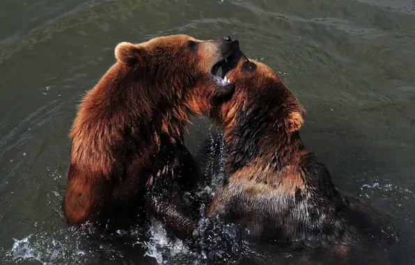 Картинка игра, медведь, купание, пара, водоём