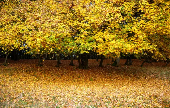 Картинка осень, листья, деревья, парк, поляна, желтые