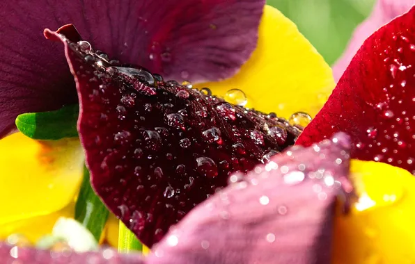 Картинка капли, макро, Цветы, colors, лепестки, flowers, macro, drops