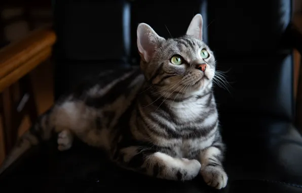 Кошка, кот, взгляд, морда, свет, темный фон, серый, кресло