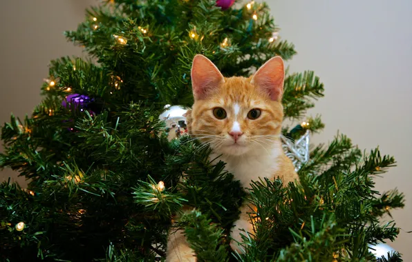 Кошка, кот, взгляд, поза, котенок, рыжий, Рождество, Новый год