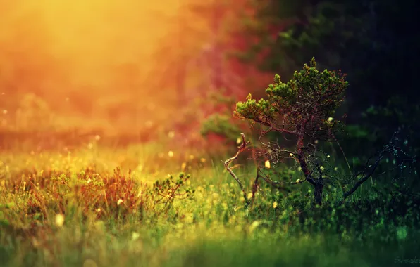 Картинка лес, трава, свет, природа, дерево