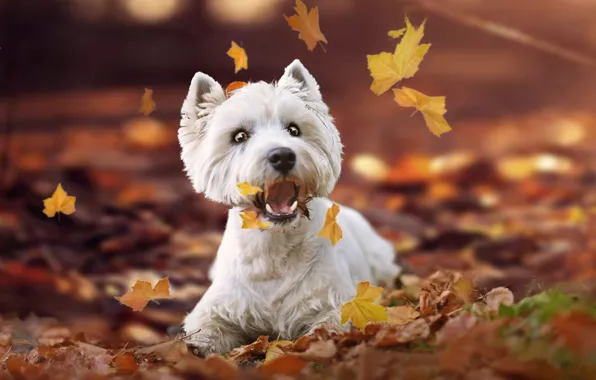 Картинка осень, листья, пёсик, Вест-хайленд-уайт-терьер