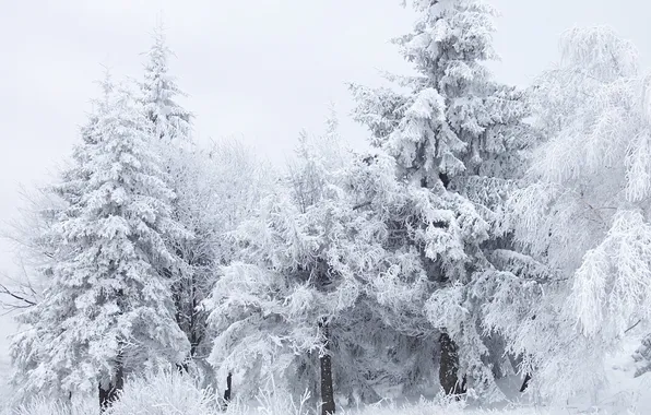 Зима, иней, лес, снег, деревья