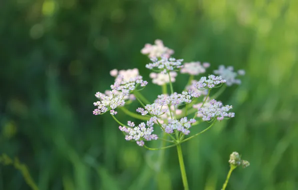 Картинка green, summer, flower, macro, Евгений Макаров