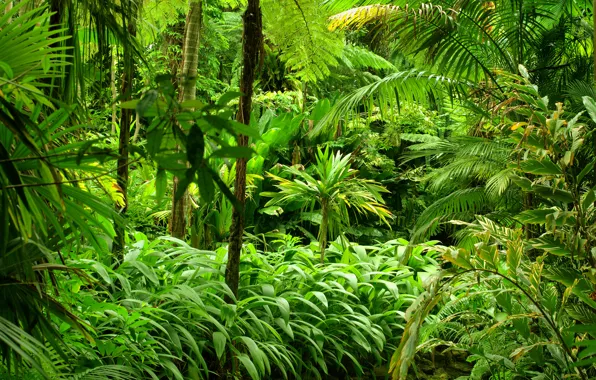 Зелень, лес, деревья, тропики, Jungle, кусты