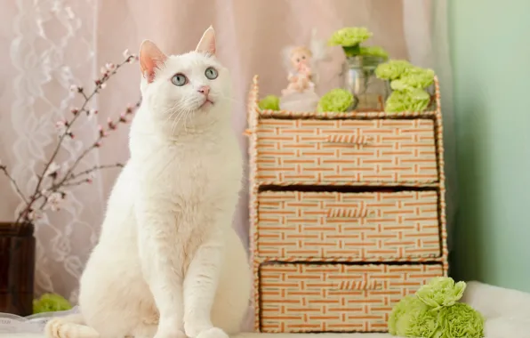 Кошка, белый, кот, взгляд, цветы, поза, комната, белая