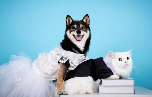 Кошка, белый, кот, взгляд, поза, одежда, книги, собака