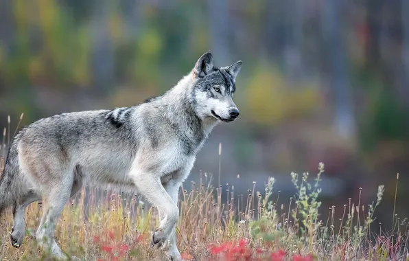 Nature, face, animal, wolf, wildlife, head, fur, mammal