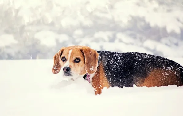 Зима, взгляд, снег, природа, собака