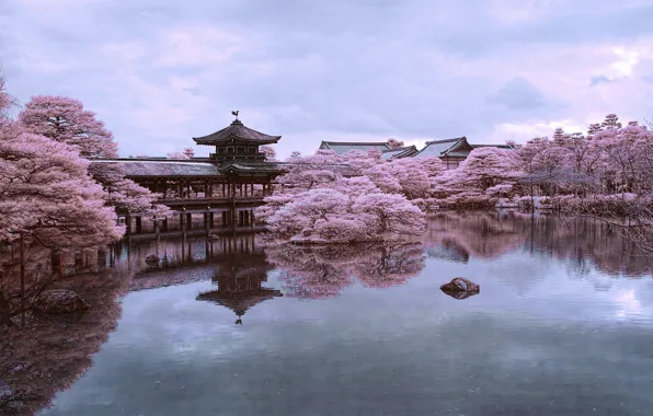Картинка пруд, отражение, Япония, сакура, Киото