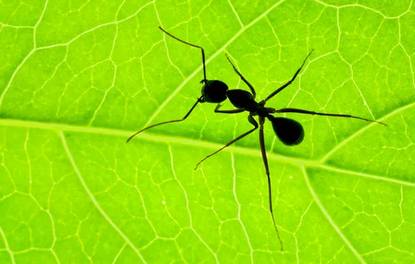 Картинка макро, лист, муравей