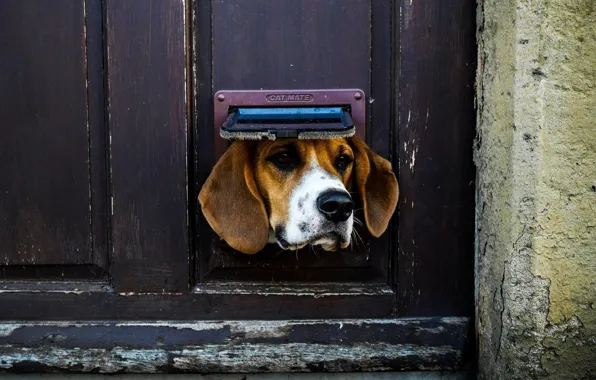 Картинка Dog, animal, situation, door, ears, nose, muzzle