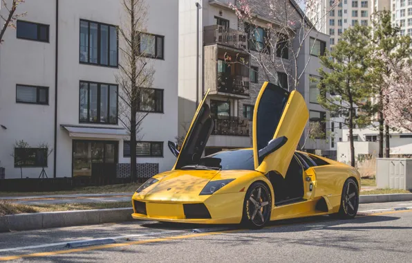 Картинка Lamborghini, Murcielago, Yellow