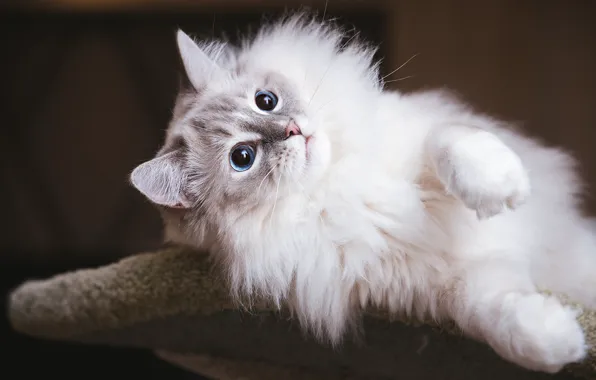 Кошка, кот, взгляд, поза, мордашка