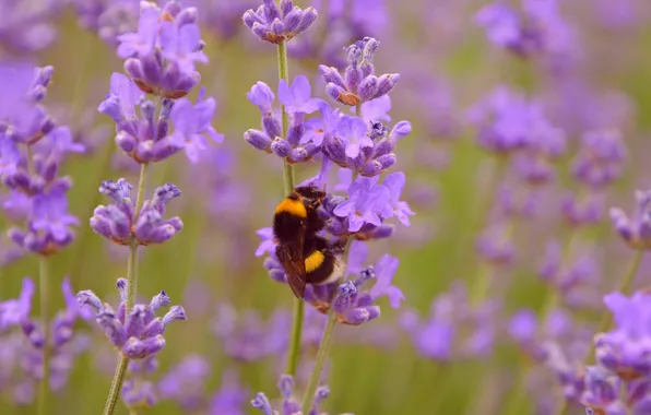 Картинка шмель, Лаванда, Lavender, Wasp