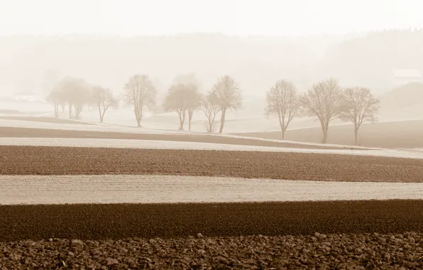 Картинка поле, деревья, пейзаж, туман, утро