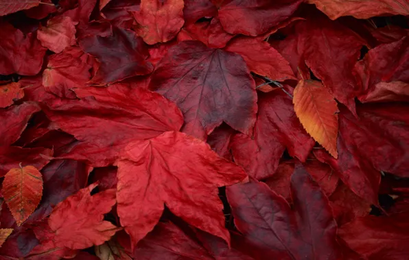 Red, leaves, maple