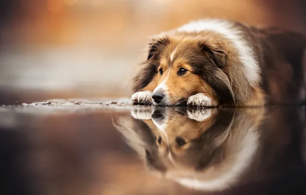 Картинка отражение, собака, Шелти, Шетландская овчарка