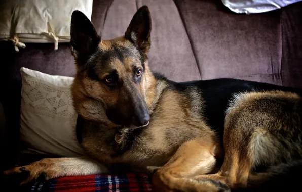 Взгляд, друг, собака