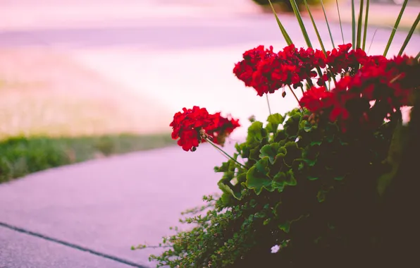 Листья, цветы, красный, лепестки