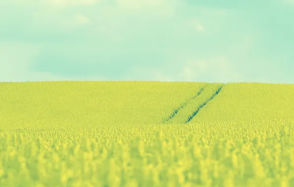 Картинка поле, небо, трава, цветы, пейзажи