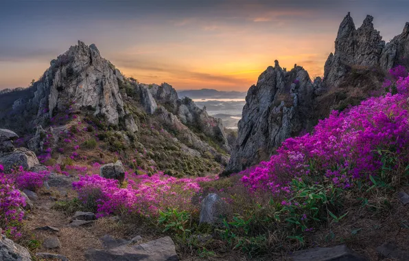 Цветы, горы, природа, скалы, вид, Южная Корея, рододендроны