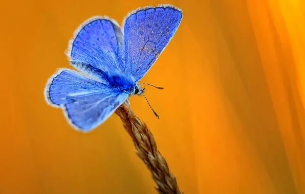 Картинка бабочка, колос, желтый фон, голубая