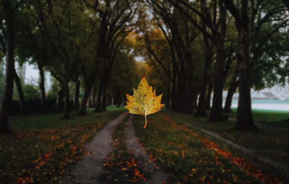 Дорога, осень, деревья, ветки, желтый, природа, парк, темный фон