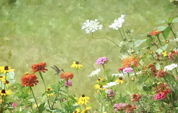 Картинка цветы, птица, текстура, луг, колибри