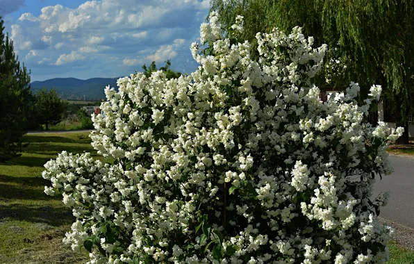 Природа, весна, Nature, цветение, spring, flowering