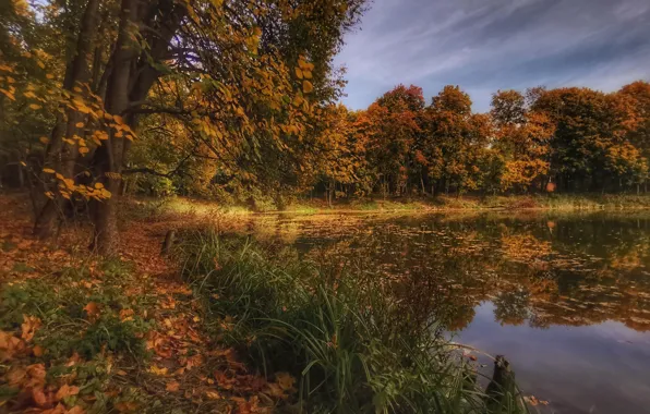 Картинка осень, трава, деревья, пейзаж, природа, пруд, парк