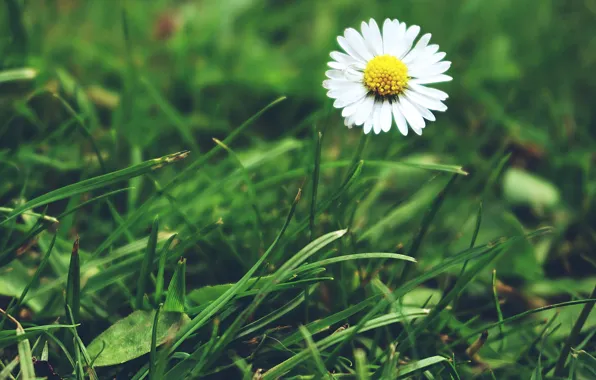 Цвет, Трава, Цветок, Растение, Растения, Flower, Flowers, Color