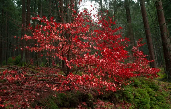 Осень, лес, листья, красные, red, forest, Autumn, leaves