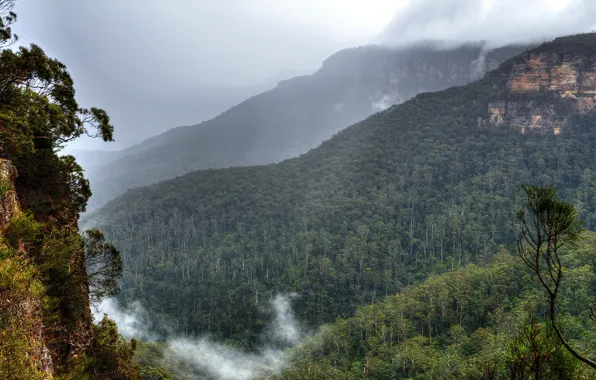 Картинка облака, деревья, горы, туман, скалы, Австралия, Сидней, леса