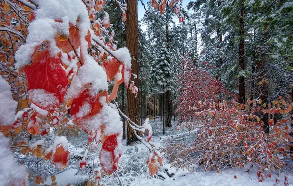 Картинка лес, природа, Autumn Snow