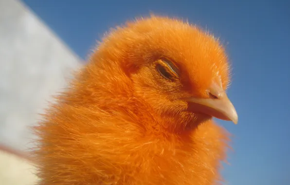 Картинка цыплёнок, animal, cute, chick, hen