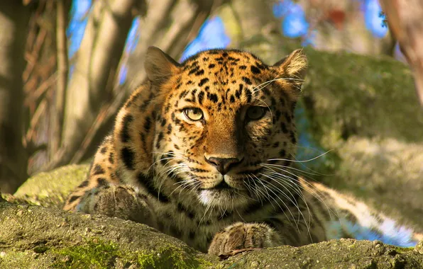 Картинка взгляд, морда, отдых, хищник, леопард, amur leopard