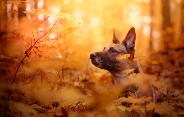Картинка осень, морда, листья, ветки, собака, боке, Бельгийская овчарка малинуа