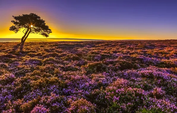 Картинка восход, дерево, рассвет, Англия, утро, England, Северный Йоркшир, вереск