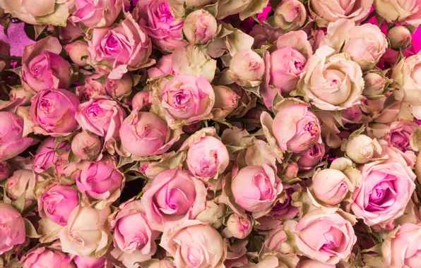 Картинка цветы, розы, розовые, бутоны, pink, flowers, beautiful, romantic