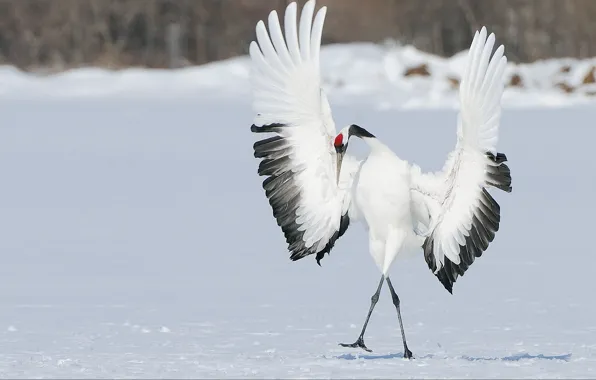 Картинка зима, снег, птица, крылья, танец, японский журавль