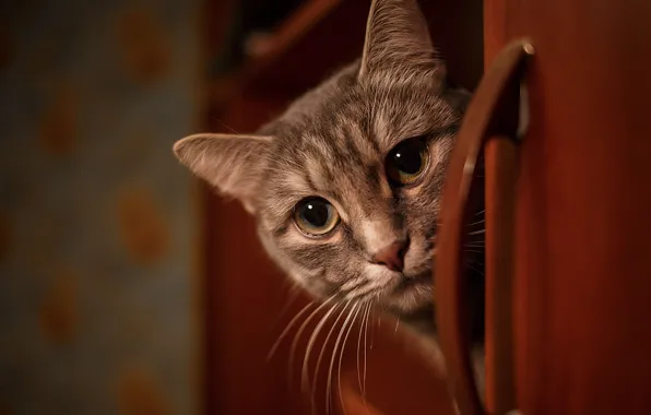 Кошка, кот, взгляд, морда, серый, комната, портрет, полка