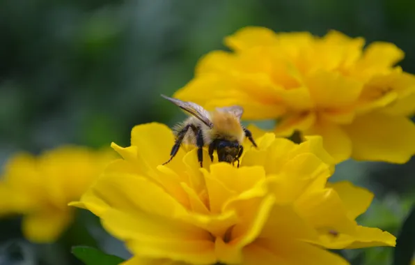 Картинка макро, цветы, насекомые, нектар, Пчела