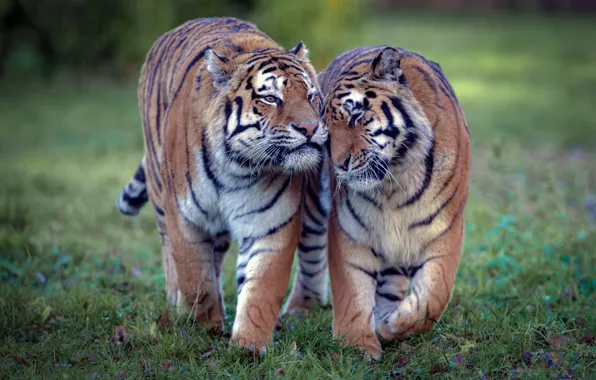 Любовь, тигр, дикие кошки, парочка, тигры, тигрица