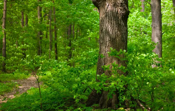 Картинка зелень, лес, ветки, Деревья